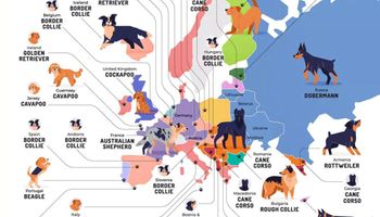 Jaka rasa psa jest najpopularniejsza w danym europejskim kraju? Oto top Starego Kontynentu