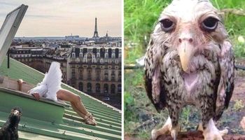 17 zdjęć ptaków tak złych, że aż są dobre na poprawę humoru