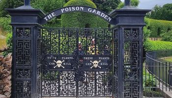 W Poison Garden rośliny są tak trujące, że rosną w klatkach, żeby nikomu nie zrobiły krzywdy