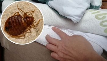 Śpiąc w hotelu, pod pościel włóż jedną rzecz. Odstraszy pluskwy w 100%