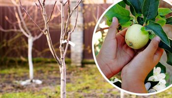 Nie sadź jabłoni w ich pobliżu, jeśli chcesz mieć obfite zbiory owoców