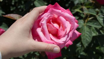 Wymieszaj i pryskaj róże już wiosną. Chroni przed mączniakiem i mszycami