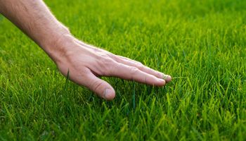 Domowy oprysk zagęści trawnik i wzmocni źdźbła. Będzie zielony jak nigdy