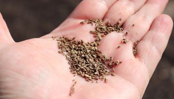 Zalej nasiona ziołową herbatką. Zdezynfekuje je i wspomoże kiełkowanie