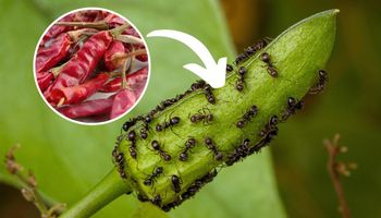 mrówki na pąku kwiatowym i papryczki chili