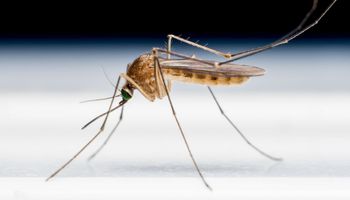 czym odstraszyć komary