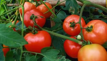 oprysk z aspiryny na pomidory