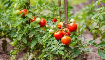 Wymieszaj z ziemią i posadź pomidory. Sadzonki będą wyjątkowo silne i zdrowe!