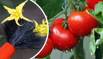 podwójne plony pomidorów - pędzelkowanie kwiatów i dojrzałe pomidory