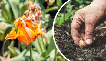 przekwitnięte rośliny cebulowe - przekwitnięte tulipany i ręka sadząca nową cebulkę w ziemi
