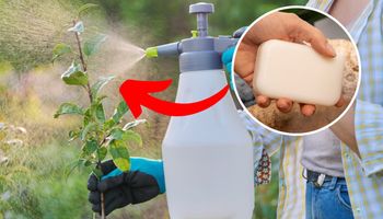 spryskiwanie rośliny i ręka trzymająca szare mydło