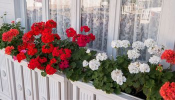 mleko do pelargonii