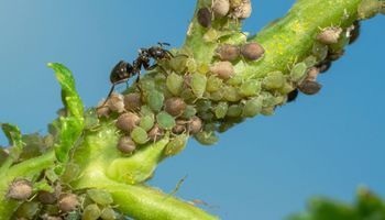 mrówki i mszyce na łodydze rośliny
