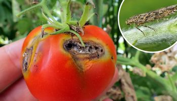 Obserwuj swoje pomidory. Żarłoczne gąsienice tego motyla mogą je zjadać od środka