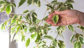 fikus benjamina ręka trzyma liść