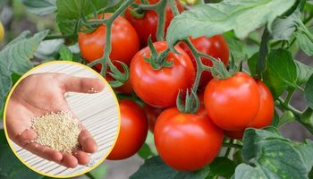 pomidory czerwone na krzaczku i ziarna sezamu w dłoni