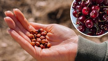 Zbieram pestki wiśni i robię z nich przydatny gadżet. Jest niezastąpiony zimą