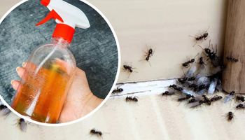 Ten spray odstrasza mrówki w 10 sekund. Boją się go jak ognia