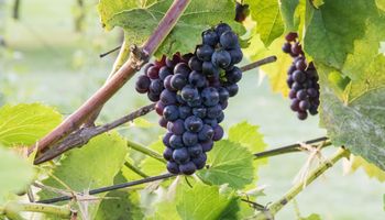 Dlaczego winorośl nie owocuje