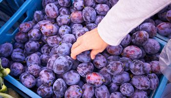 Widzisz biały nalot na śliwkach? Wiele osób nie wie, czy jeść takie owoce