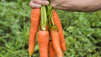 ręka trzymająca pęczek marchewek na tle pola