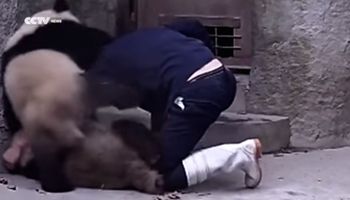 Te pandy robią absolutnie wszystko, aby nie przyjąć swojego lekarstwa. Uśmiałam się do łez.