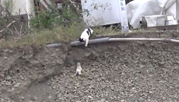 Mały kotek spada ze skarpy, a zrozpaczona mama od razu rozpoczyna akcję ratunkową