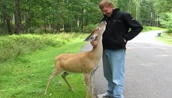 W czasie spaceru podeszła do niego sarna. Zwierzę nie zachowywało się jednak normalnie