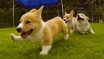 3 szczeniaki rasy corgi, które swoim zachowaniem podbijają serca. 3 minuty niezłego ubawu!