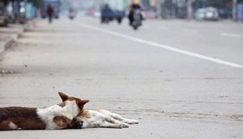 Wiedziałam, że zwierzęta mają uczucia, ale nie myślałam, że aż takie. Nie mogę powstrzymać łez.