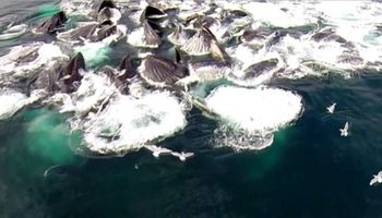 Krążący nad wodami Alaski dron zarejestrował niesamowite i rzadkie zjawisko