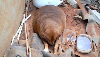 Bezdomny pies przez 13 lat leżał przy drodze. Przechodnie traktowali go jak rozrywkę