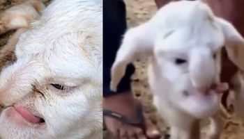 W Rosji urodziła się owca z ludzką twarzą. Wyglądem przypomina starszego człowieka