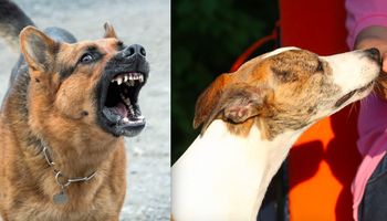 Czasami wydaje się, że psy mają szósty zmysł. Czy one naprawdę posiadają niewytłumaczalne moce?