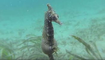Nakręcili samca konika morskiego znajdującego się pod wodą. Miej oczy szeroko otwarte na jego brzuch