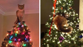 15 kotów, które pomagają w dekorowaniu świątecznej choinki. One wprost nie mogą się temu oprzeć!