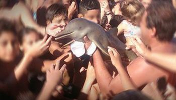Malutki delfin zmarł, ponieważ turyści chcieli zrobić sobie z nim zdjęcie. Ludzie są jednak podli…