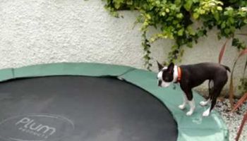Szczeniak wskakuje na trampolinę i nie mając pojęcia jak ona działa, zaczyna na niej skakać