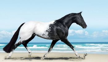 16 cudownych fotografii, ukazujących piękno i klasę koni. Wspaniałe zwierzęta!