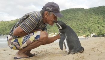 Pingwin co roku pokonuje 8 000 km, aby spotkać się z człowiekiem, który uratował mu życie