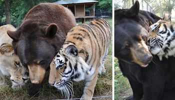 Tego niedźwiedzia, tygrysa i lwa łączy niesamowita więź… Jak to w ogóle jest możliwe?