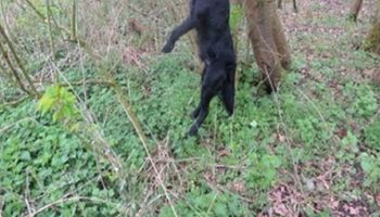 Spacerując po lesie znalazł młodego psa powieszonego na drzewie. Przerażający widok…