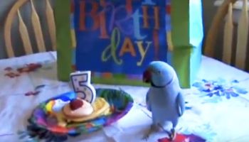 Ta mała papuga miała urodziny. Jej reakcja, kiedy otrzymała urodzinową niespodziankę, jest bezcenna!