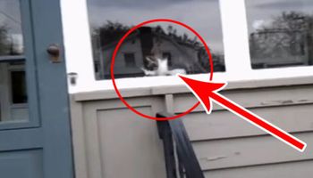 Nikt nie chciał uwierzyć listonoszowi, co robi kot, kiedy przynosi pocztę do tego domu… Więc to nagrał!