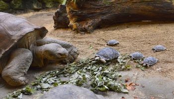 80-letnia żółwica ostatecznie zostaje mamą. Być może to, zapewni przetrwanie jej gatunkowi!