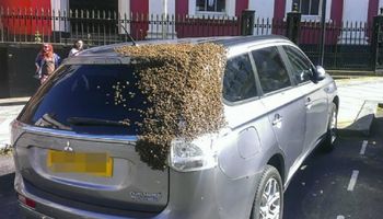 Rój 20 tysięcy pszczół podążał za jego samochodem przez 2 dni. Nie chciały dać za wygraną