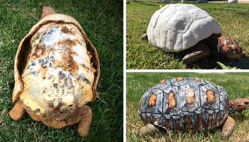 Ranny żółw otrzymał pierwszą na świecie skorupę, wykonaną przy pomocy drukarki 3D