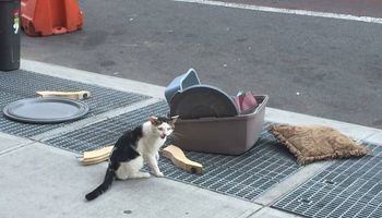 Ktoś wyrzucił z domu kota. Zostawił go na środku chodnika razem z innymi, niepotrzebnymi rzeczami…