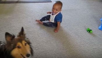 Tata nagrywał filmik, kiedy pies zaczął biec w kierunku dziecka. Nie sposób powstrzymać śmiechu na widok tego, co dzieje się w 0:11 min