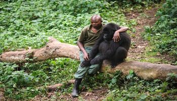 Mężczyzna pociesza goryla, którego mama została zabita przez kłusowników. Biedne zwierzątko…